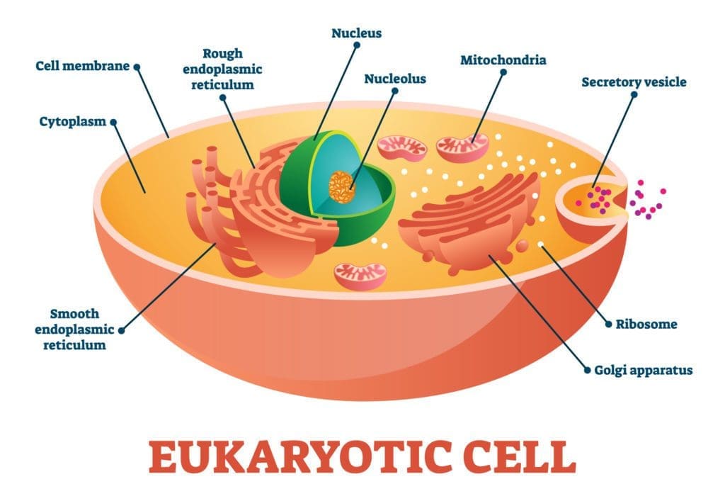 model of eukaryotic cell