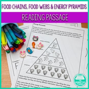 food chains and food webs information text

