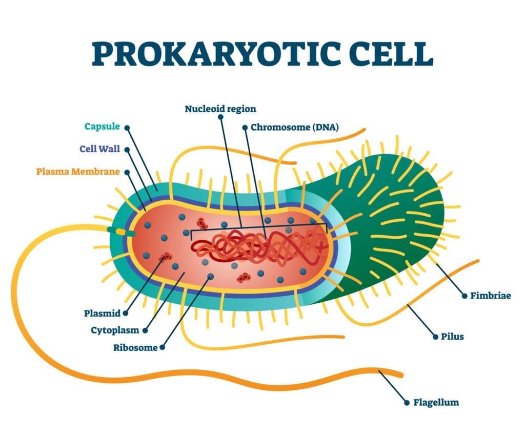 model of a prokaryotic cell