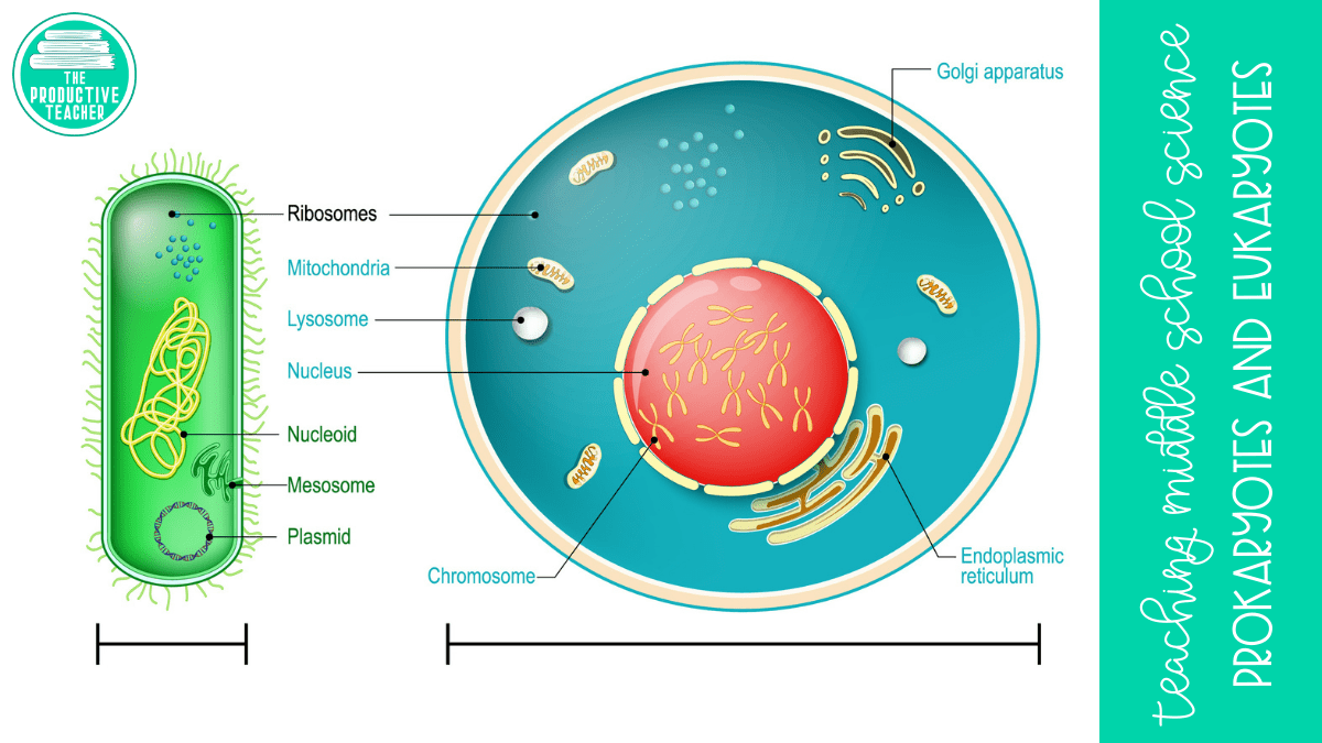 prokaryotes-and-eukaryotes