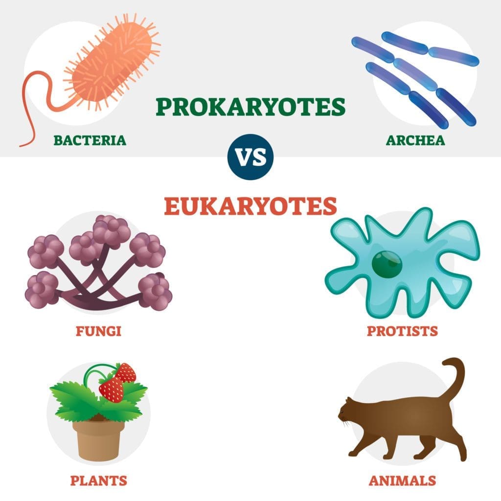 examples of prokaryotes and eukaryotes
