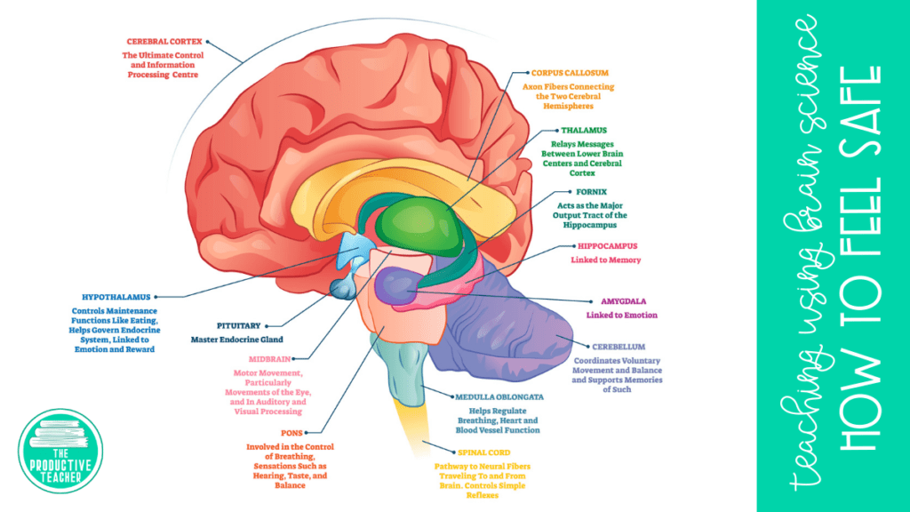 diagram of how the brain works
