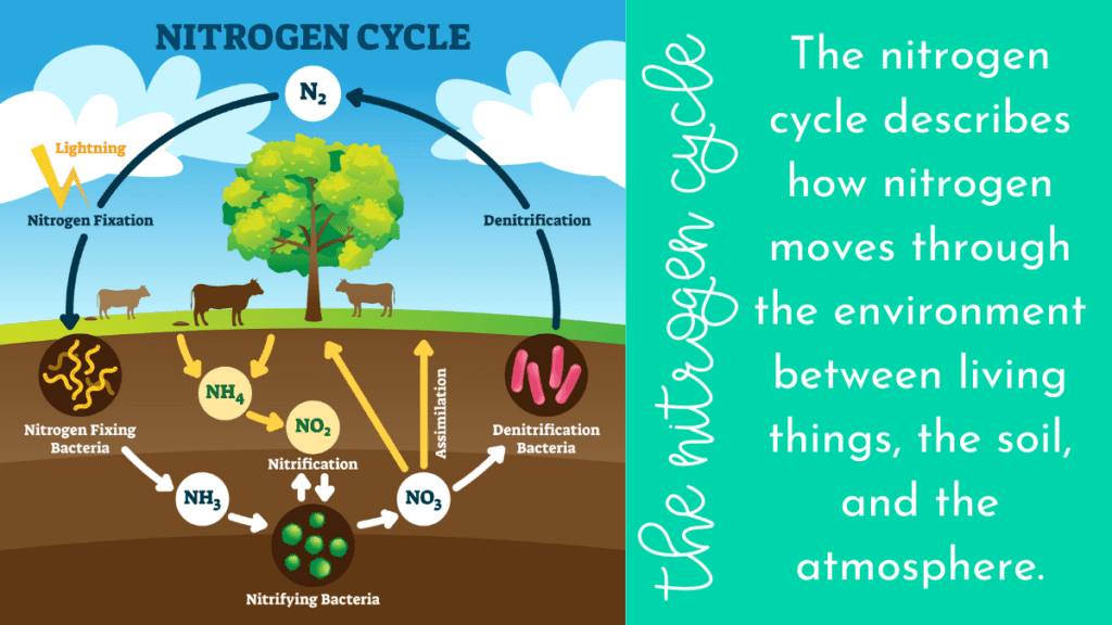 the nitrogen cycle diagram