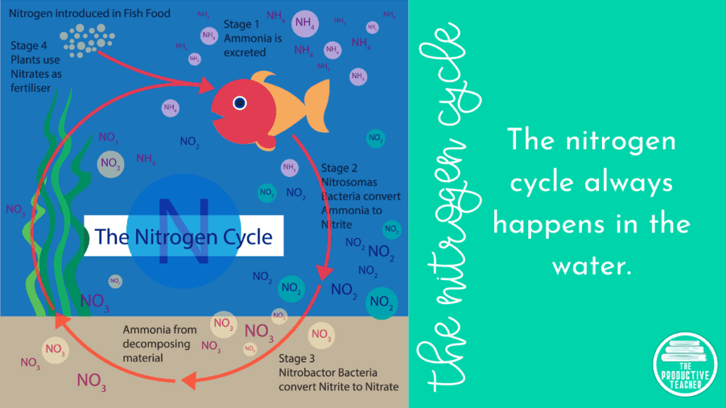 the nitrogen cycle in water