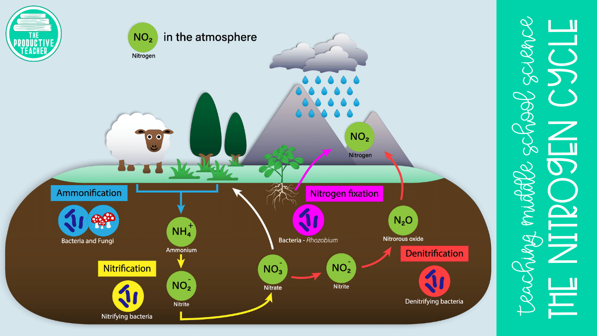 How to Remember the Steps of the Nitrogen Cycle | The Productive Teacher