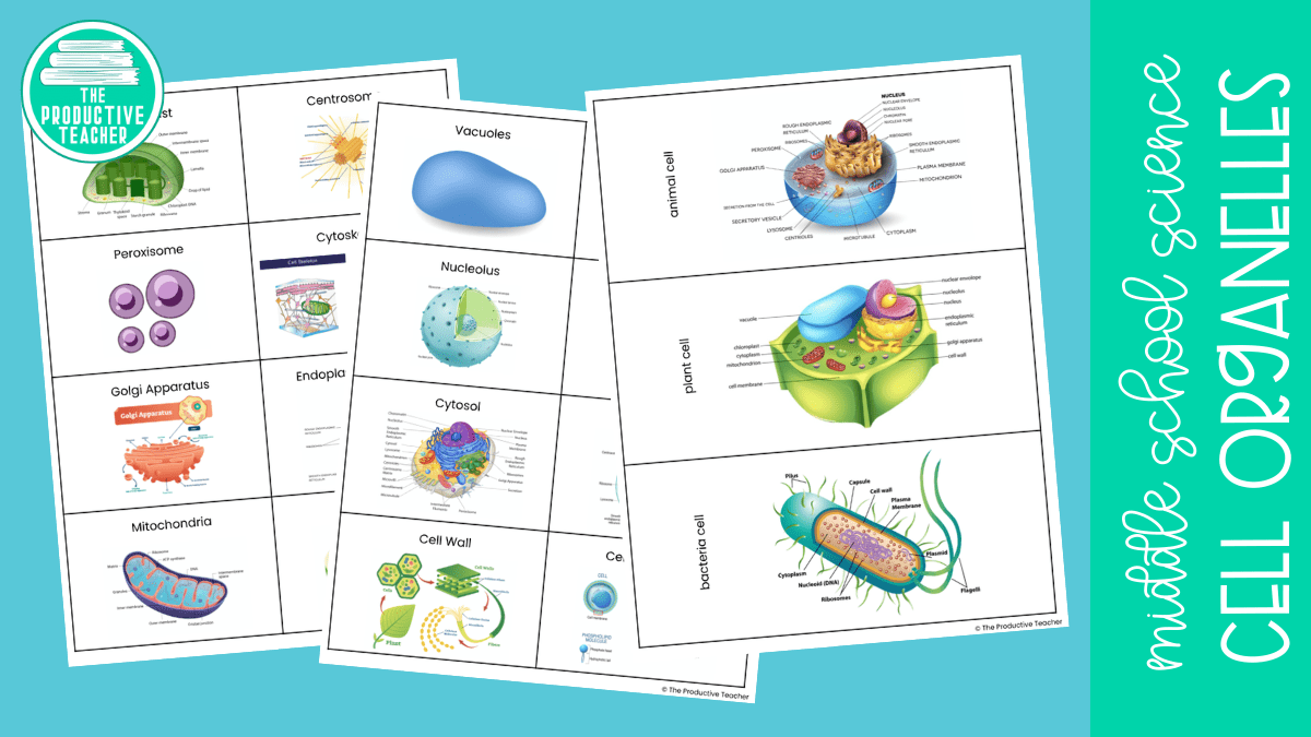 Organelles of the Animal Cell | The Productive Teacher