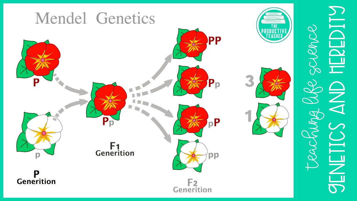 An example of Mendelian Genetics
