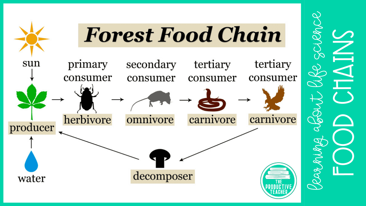 ecosystem-food-chains